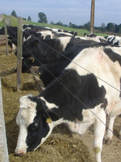 O médico veterinário frente aos desafios do agronegócio