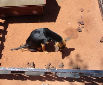 ONG de Paranavaí sem registro e médico veterinário