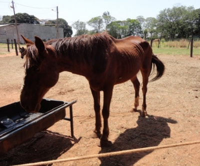 ONG de Paranavaí sem registro e médico veterinário