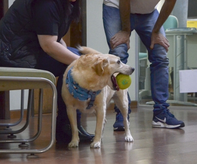 Agora é oficial: o CRMV-PR é pet friendly!