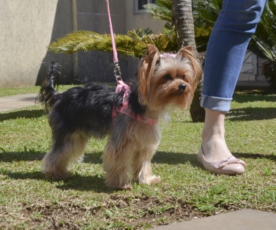 Agora é oficial: o CRMV-PR é pet friendly!