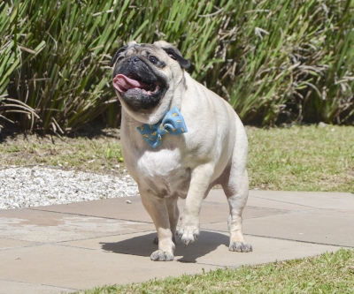 Agora é oficial: o CRMV-PR é pet friendly!