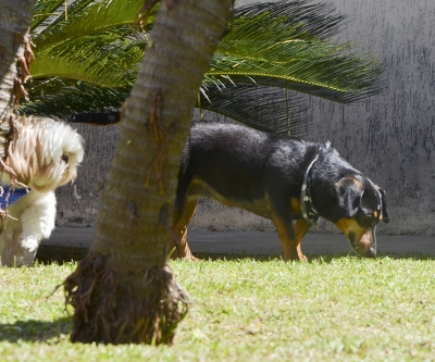 Agora é oficial: o CRMV-PR é pet friendly!