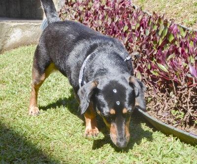 Agora é oficial: o CRMV-PR é pet friendly!