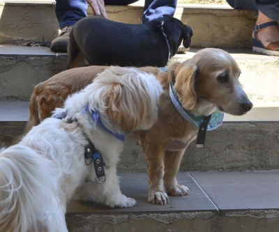 Agora é oficial: o CRMV-PR é pet friendly!