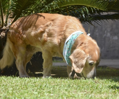 Agora é oficial: o CRMV-PR é pet friendly!