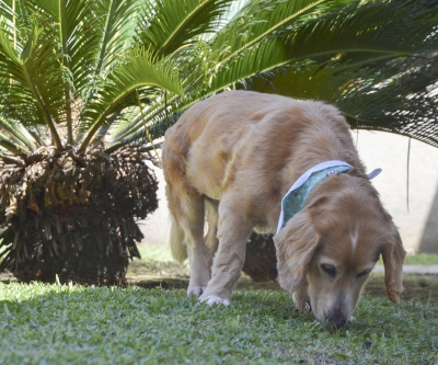 Agora é oficial: o CRMV-PR é pet friendly!