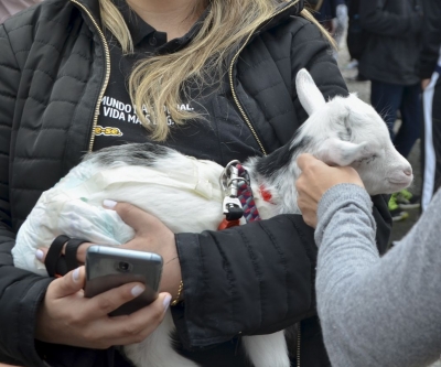 Feira de adoção de cães reabilitados marca Dia Mundial dos Animais em Curitiba