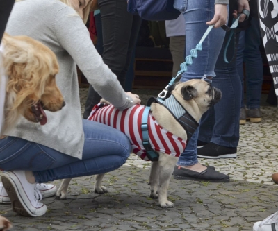 Feira de adoção de cães reabilitados marca Dia Mundial dos Animais em Curitiba