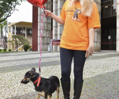 Feira de adoção de cães reabilitados marca Dia Mundial dos Animais em Curitiba