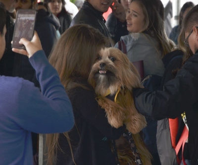 Feira de adoção de cães reabilitados marca Dia Mundial dos Animais em Curitiba