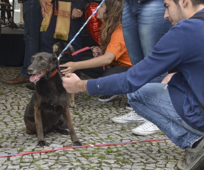 Feira de adoção de cães reabilitados marca Dia Mundial dos Animais em Curitiba