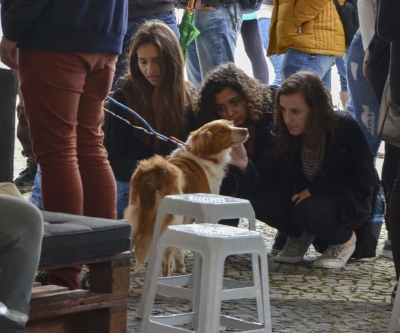 Feira de adoção de cães reabilitados marca Dia Mundial dos Animais em Curitiba