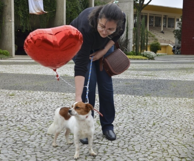 Feira de adoção de cães reabilitados marca Dia Mundial dos Animais em Curitiba