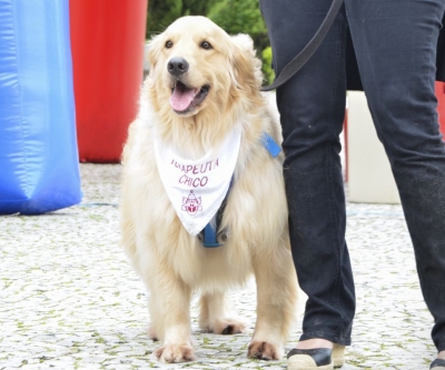 Feira de adoção de cães reabilitados marca Dia Mundial dos Animais em Curitiba