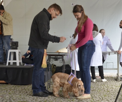 Feira de adoção de cães reabilitados marca Dia Mundial dos Animais em Curitiba