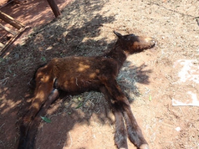 Cavalo morto