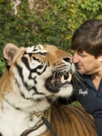 Entre os tigres está Tom, que participou no ano passado da novela Amor Eterno Amor, da Rede Globo (Arquivo / Fábio Dias / Gazeta Maringá)