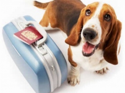 O transporte de animais entre países exige o *Certificado Zoossanitário Internacional (CZI).