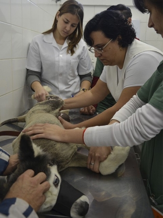 Professora Maria Isabel Mello Martins, coordenadora das residências no curso de Medicina Veterinária da Universidade Estadual de Londrina