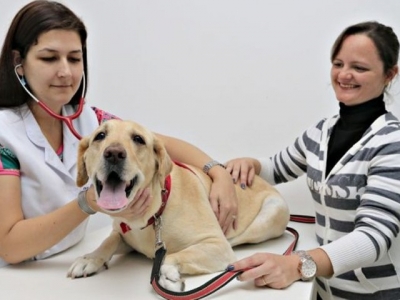 A labrador Mel 